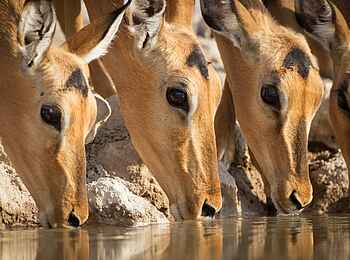 Onguma Forest Camp: Am Wasserloch