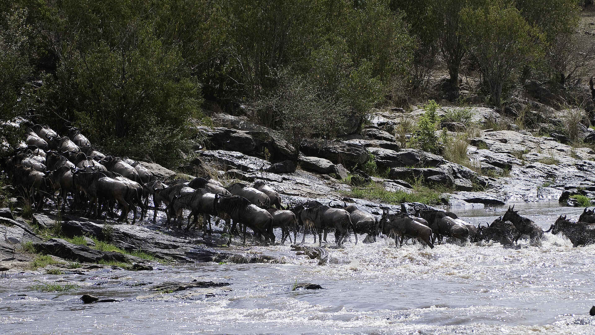 The Sambuk Suite at Mara Nyika Camp: Gnus überqueren den Fluss The Sambuk Suite at Mara Nyika Camp: Gnus überqueren den Fluss