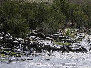 The Sambuk Suite at Mara Nyika Camp: Gnus überqueren den Fluss The Sambuk Suite at Mara Nyika Camp: Gnus überqueren den Fluss
