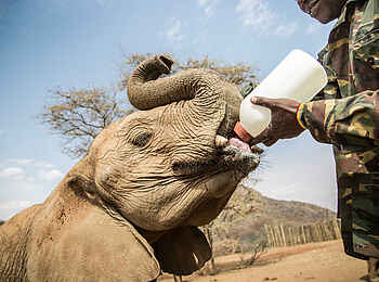 Saruni Rhino: Fütterung Saruni Rhino: Fütterung