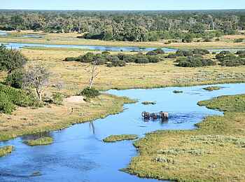 Savuti Camp: Elefanten queren den Kanal
