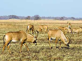Shumba Camp: Pferdeantilopen Shumba Camp: Pferdeantilopen