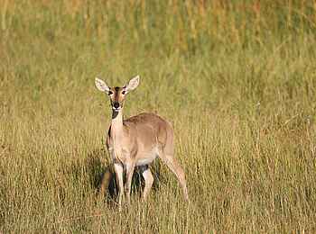 Sitatunga Private Island Camp: Antilope