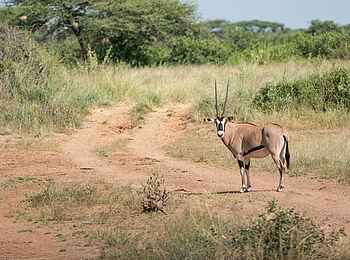 Soroi Larsens Camp: Eine Oryx Antilope Soroi Larsens Camp: Eine Oryx Antilope