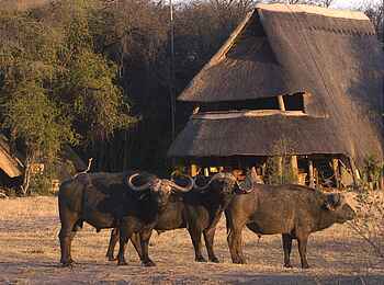 The Hide: Büffel vor der Lodge The Hide: Büffel vor der Lodge
