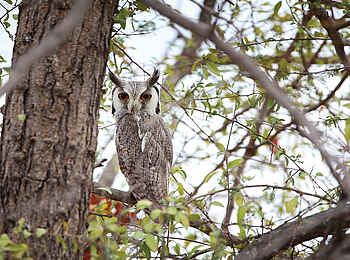 The Outpost: Eule im Pafuri-Gebiet