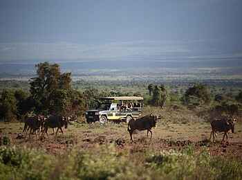 Tortilis Camp: Gnus im Amboseli Tortilis Camp: Gnus im Amboseli
