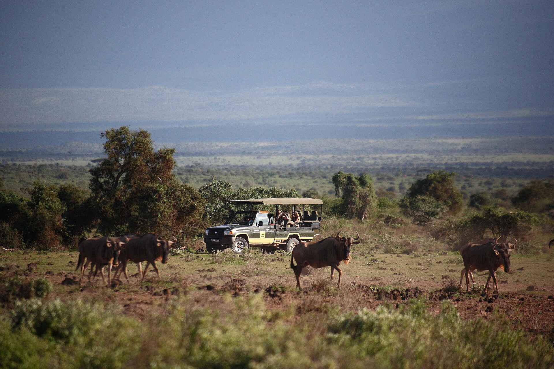 Tortilis Camp: Gnus im Amboseli