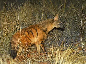 Tswalu Loapi Tented Camp: Ein Erdwolf bei einer Nachtpirsch Tswalu Loapi Tented Camp: Ein Erdwolf bei einer Nachtpirsch