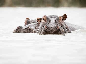 Ulusaba Rock Lodge: Nilpferde
