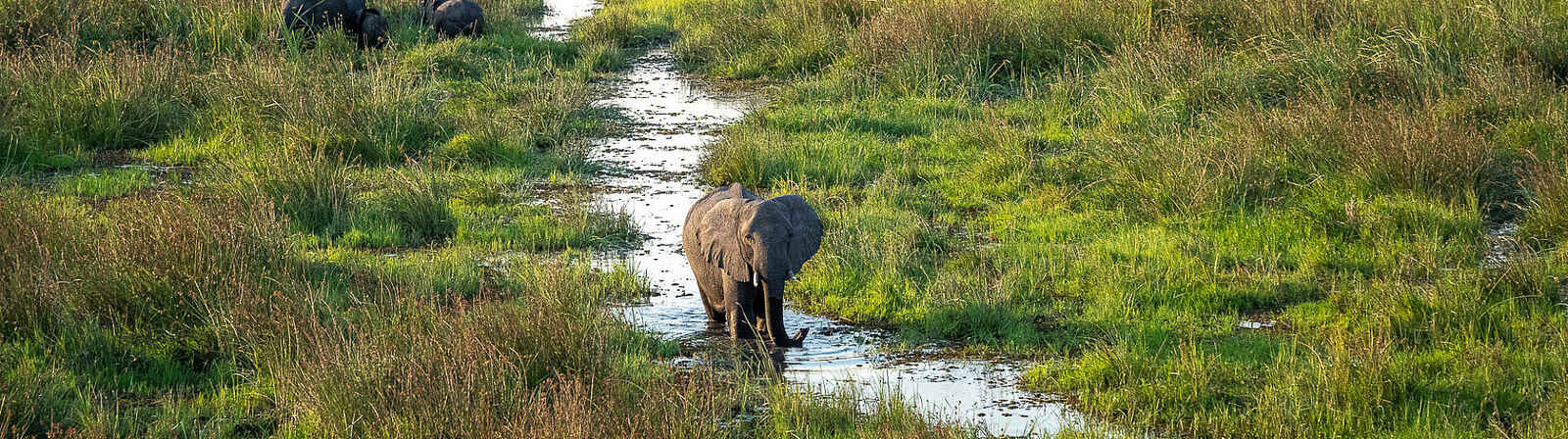 Wilderness Mokete Camp: Elefantenbeobachtung Wilderness Mokete Camp: Elefantenbeobachtung