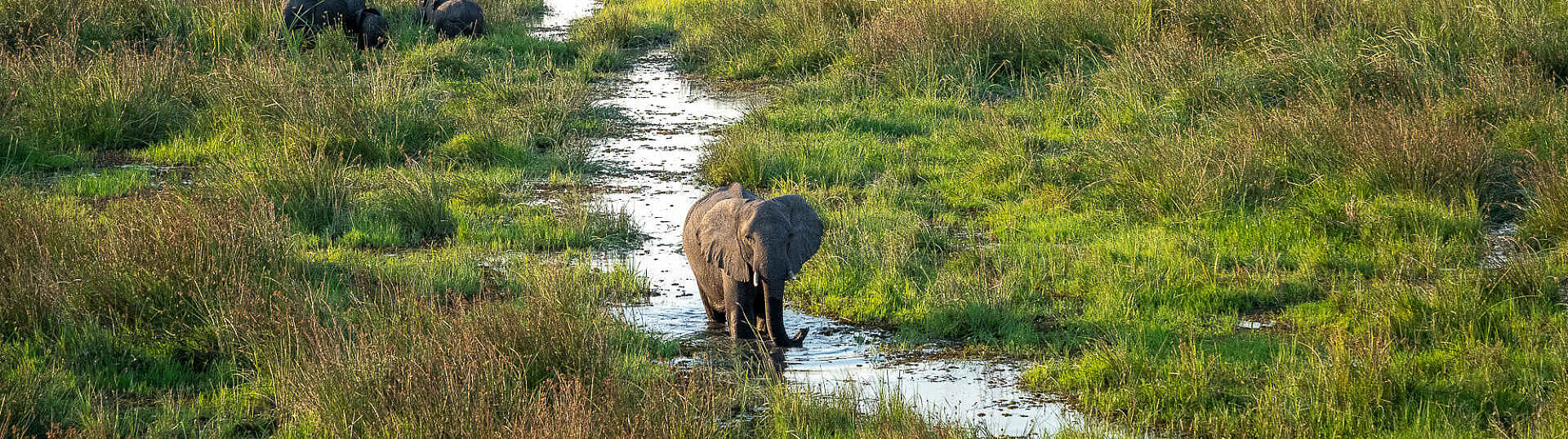 Elefantenbeobachtung