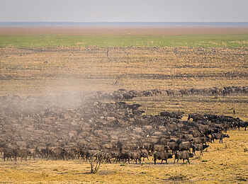 Wilderness Mokete Camp: Büffelwanderung