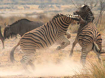 Zambezi Queen: Kämpfende Zebras