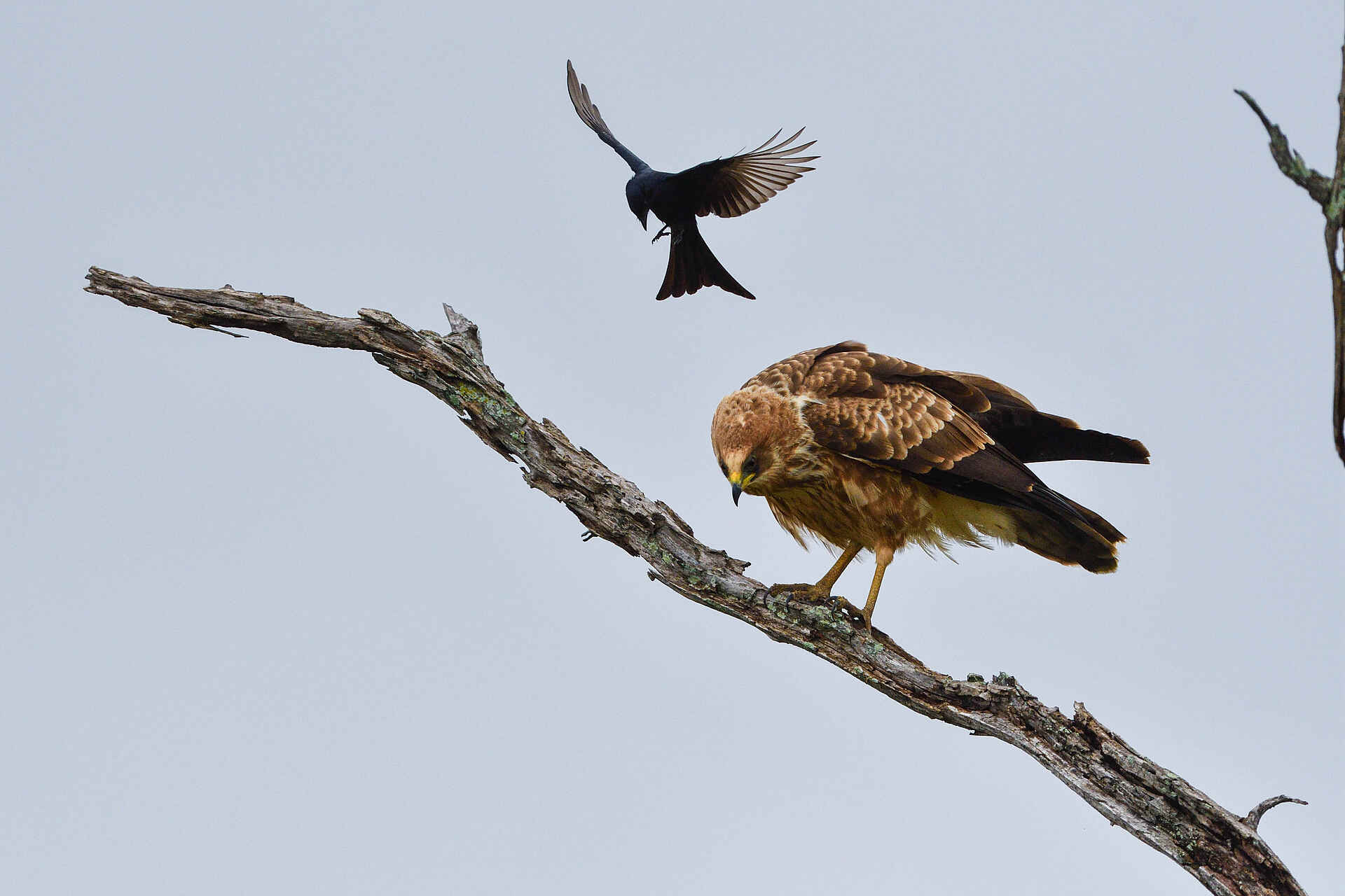 Chilo Ivory Trail Adventure: Long-legged Buzzard und Fort-tailed Drongo Chilo Gorge Safari Lodge, Chilo Ivory Trail Adventure, Game Drive Vehicle, Safari, Tierbeobachtung, Tiere, Vögel, Adlerbussard, Fork-tailed Drongo, Long-legged Buzzard, afrikarma, Afrikarma Safaris, Afrikarma Safaris - Wildnis. Hautnah., afrikarma.de