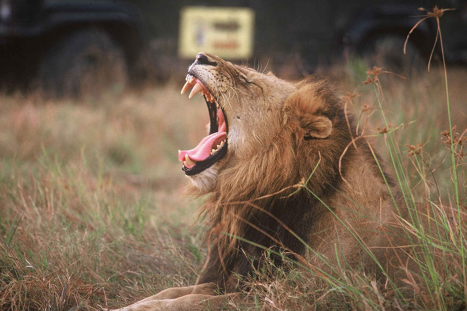 MalaMala Camp: Gähnender Löwe MalaMala Camp: Gähnender Löwe