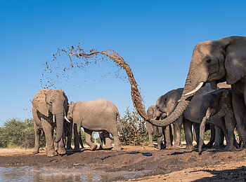 Mashatu Photographic Hide: Spaß am Wasser