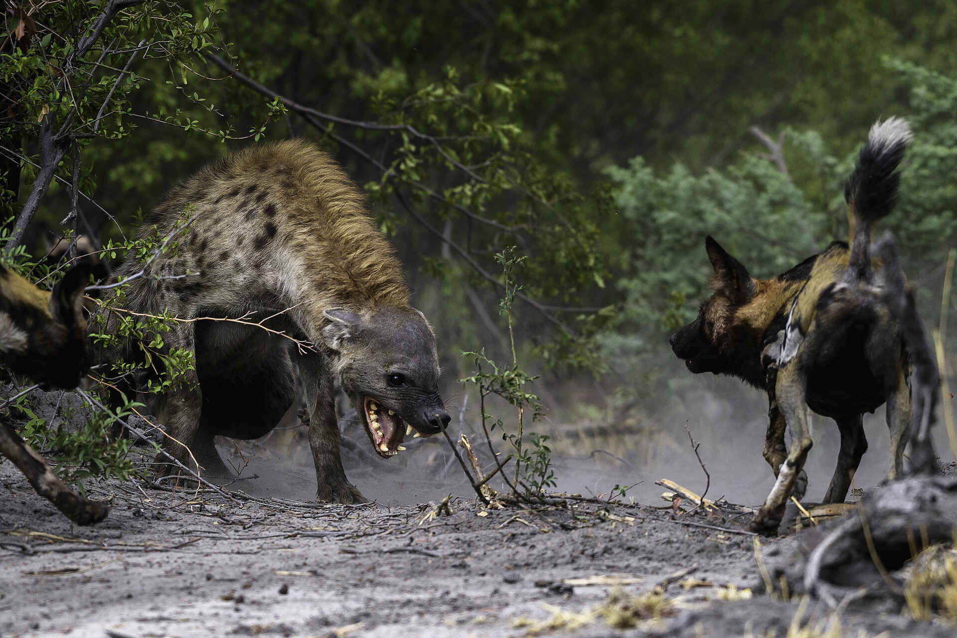 Mombo Camp: Kampf zwischen Hyäne und Wildhund