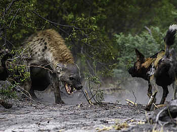 Mombo Camp: Kampf zwischen Hyäne und Wildhund Mombo Camp: Kampf zwischen Hyäne und Wildhund