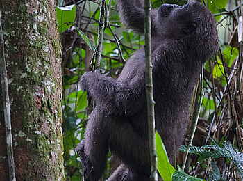 Ngaga Camp: Graziles Erklimmen einer Liane