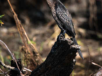 Ntemwa Busanga Bushcamp: Kormoran