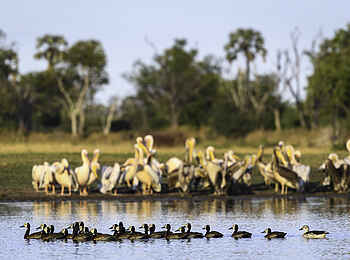 Qorokwe Camp: Pelikane und Enten Qorokwe Camp: Pelikane und Enten