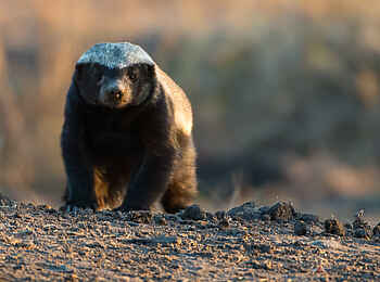 Sabi Sabi Selati Camp: Honey Badger Sabi Sabi Selati Camp: Honey Badger