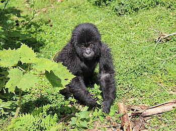 Singita Kwitonda Lodge: Gorillababy Singita Kwitonda Lodge: Gorillababy