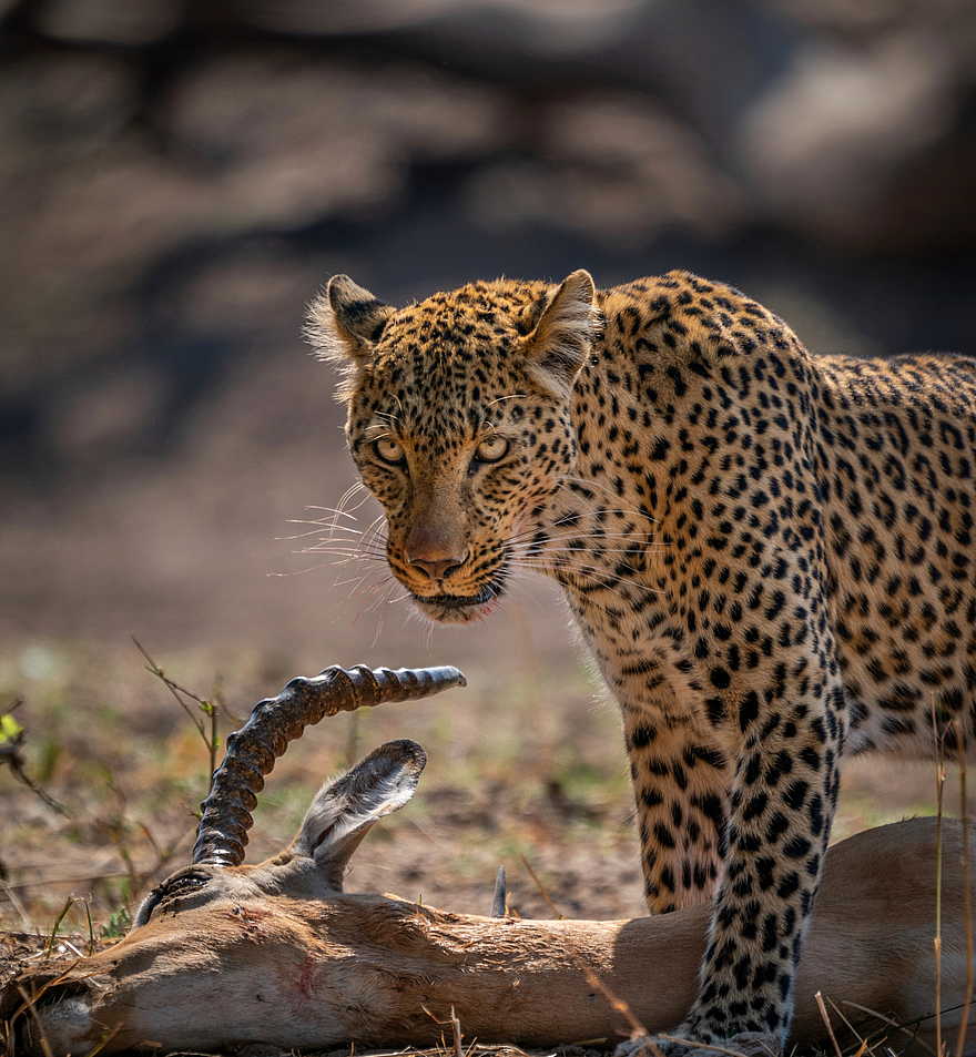 Time + Tide Chinzombo: Prächtiger Leopard Time + Tide Chinzombo: Prächtiger Leopard