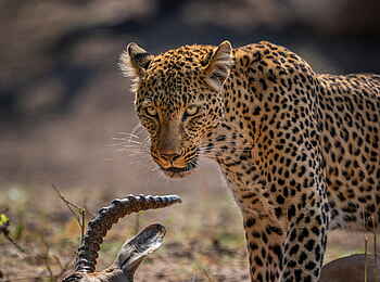 Time + Tide Chinzombo: Prächtiger Leopard