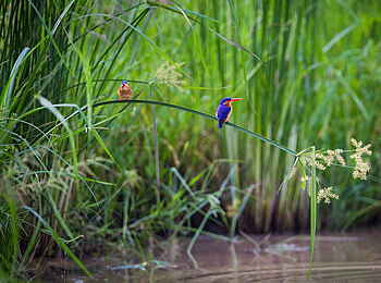 Time + Tide Kakuli: Malachite Kingfisher Time + Tide Kakuli: Malachite Kingfisher