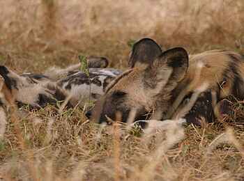 Tuli Safari Lodge Mashatu: Wildhunde
