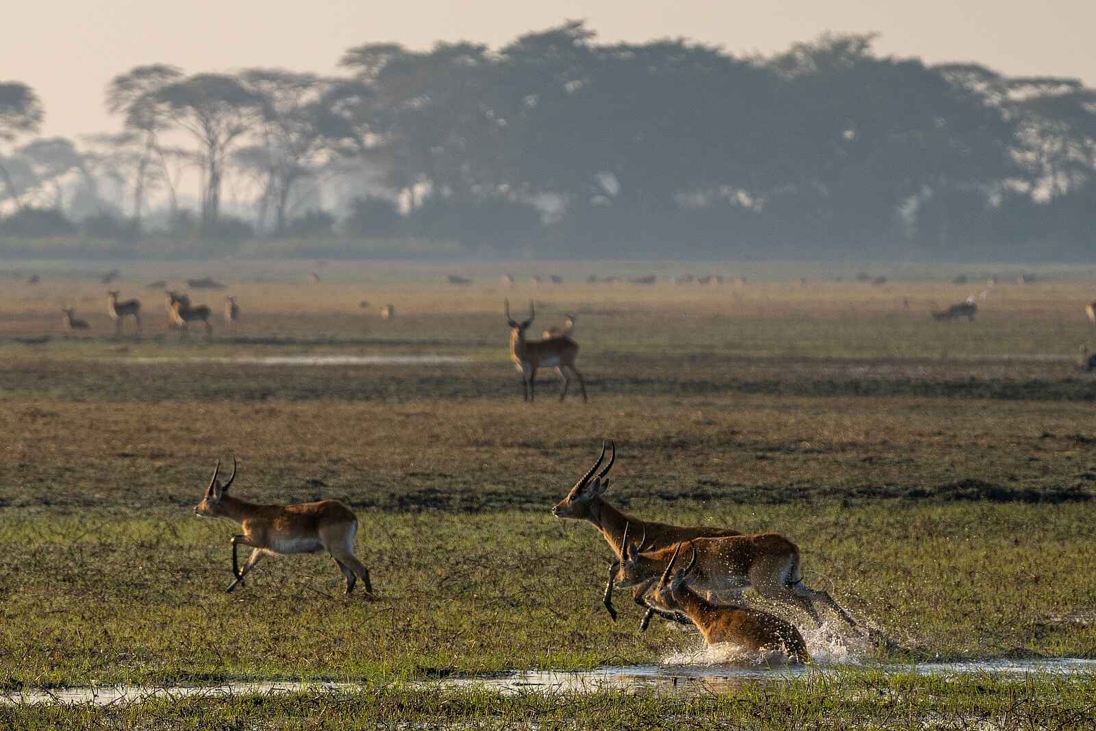 Chisa Busanga Camp: Lechwe Antilopen im Wasser Chisa Busanga Camp: Lechwe Antilopen im Wasser