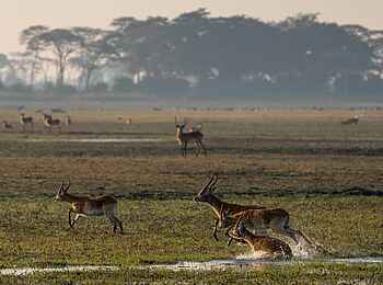 Chisa Busanga Camp: Lechwe Antilopen im Wasser Chisa Busanga Camp: Lechwe Antilopen im Wasser