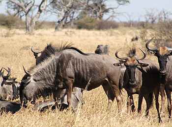 Ghoha Hills Savuti Lodge: Herdenwanderungen