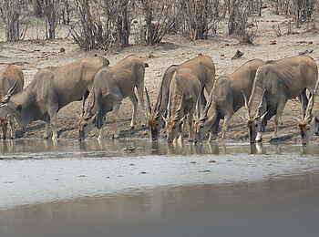 Ghoha Hills Savuti Lodge: Kudus