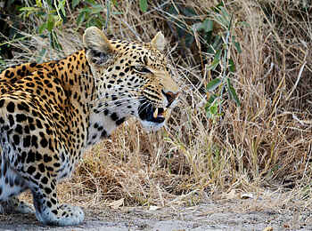 Ghoha Hills Savuti Lodge: Leopard