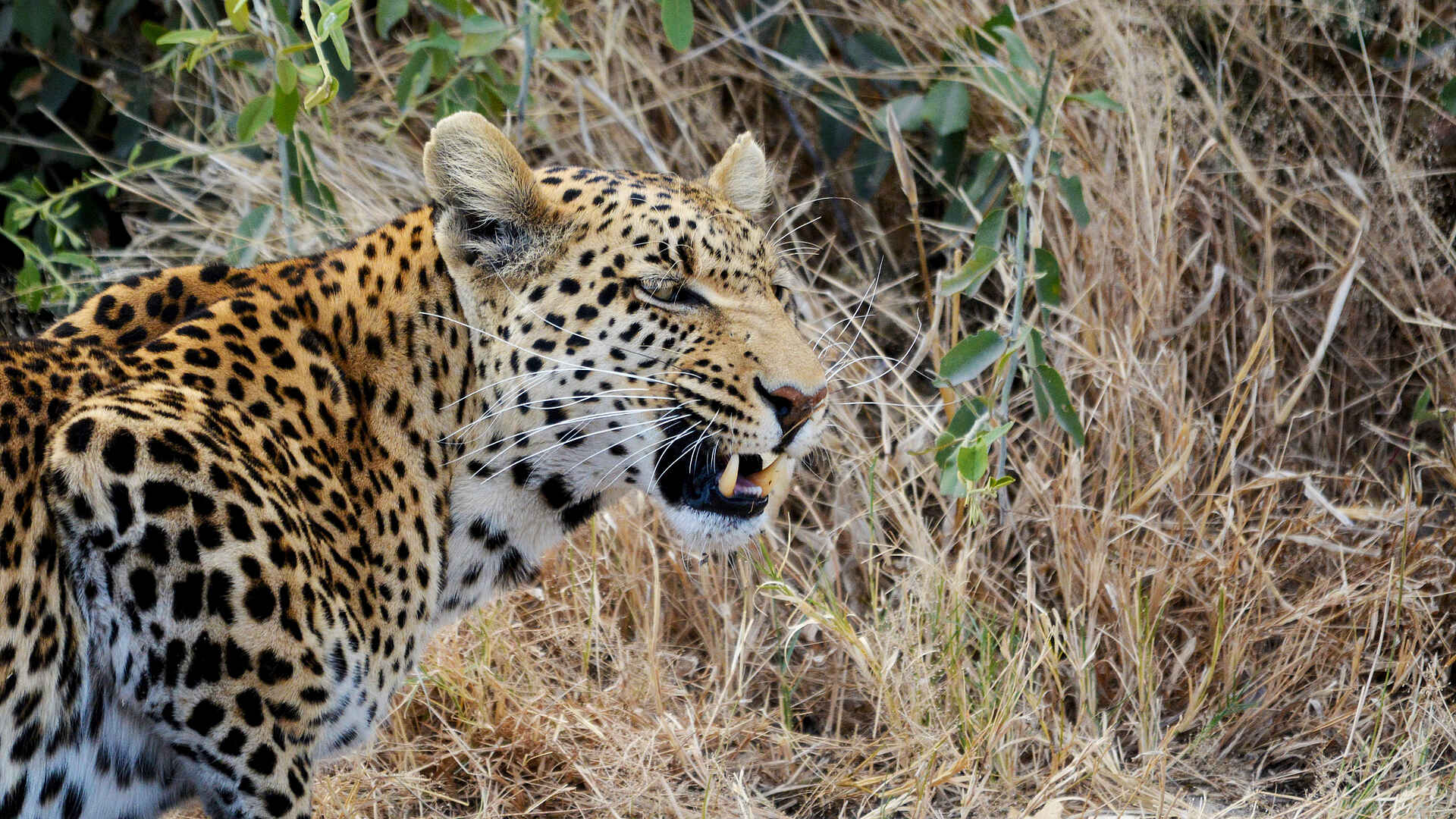 Ghoha Hills Savuti Lodge: Leopard