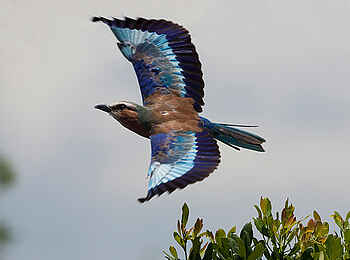 Kiota Camp: Gabelracke Kiota Camp: Gabelracke