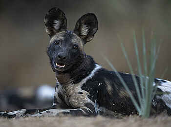 Kulandila Camp: Ein Wildhund Kulandila Camp: Ein Wildhund
