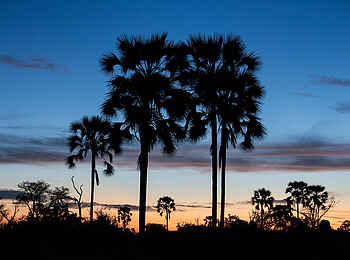 Little Tubu: Palmen im Abendlicht Little Tubu: Palmen im Abendlicht