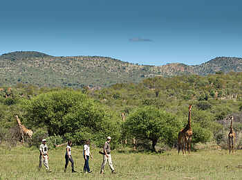 Madikwe Safari Lodge Dithaba: Wandersafari mit tollen Begegnungen