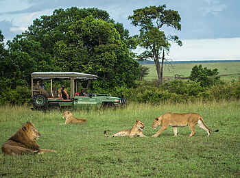 Mara Plains Jahazi: Pirschfahrt mit Löwen