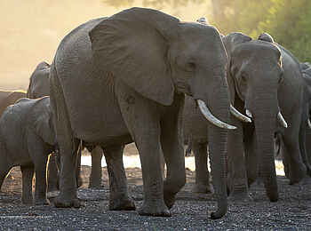 Mashatu Lodge: Elefantenherde Mashatu Lodge: Elefantenherde