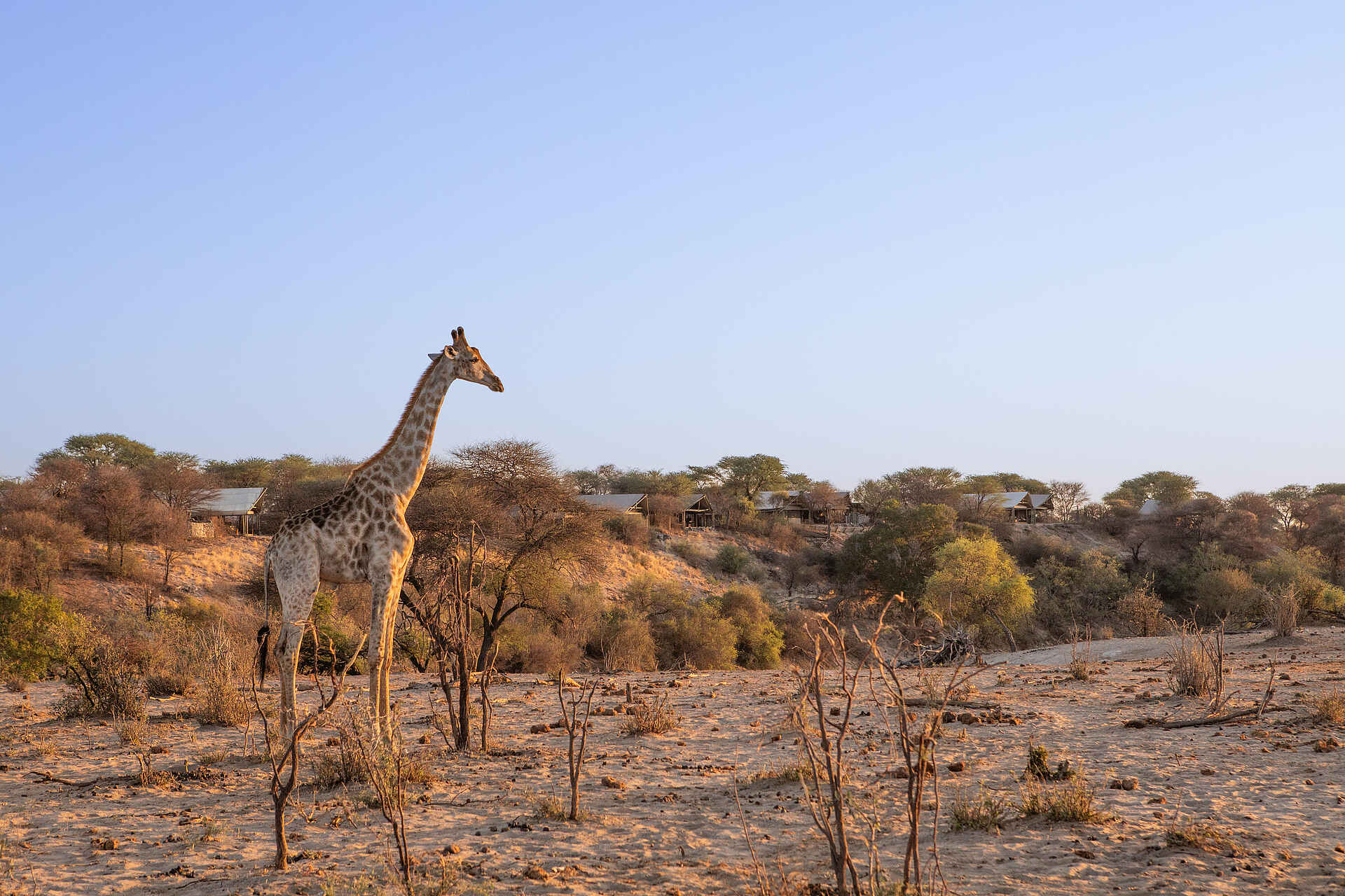 Meno a Kwena Camp: Giraffe