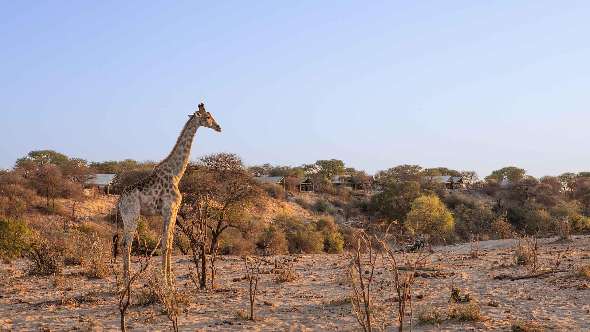 Meno a Kwena Camp: Giraffe Meno a Kwena Camp: Giraffe