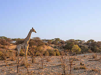 Meno a Kwena Camp: Giraffe Meno a Kwena Camp: Giraffe