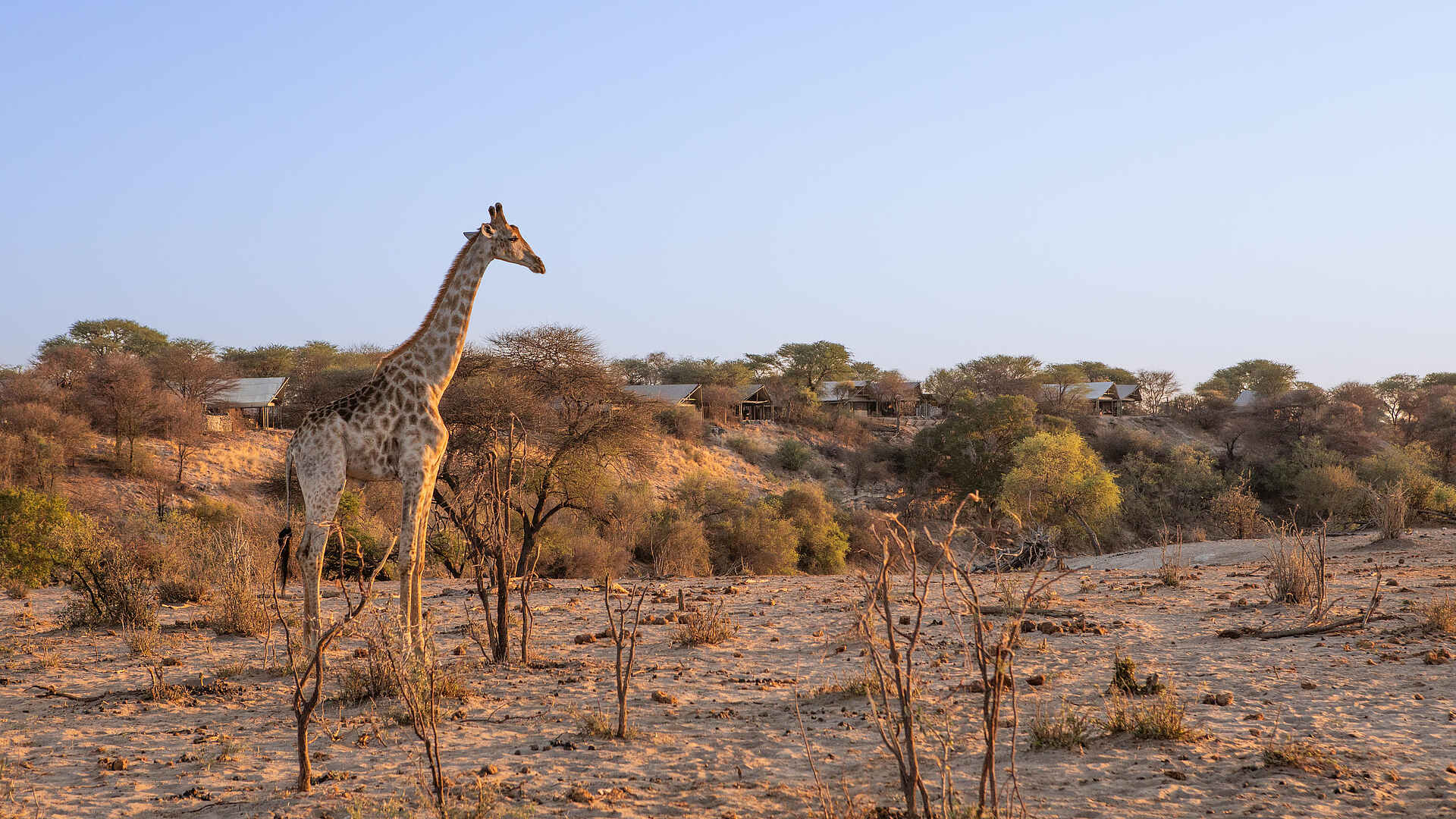 Meno a Kwena Camp: Giraffe Meno a Kwena Camp: Giraffe