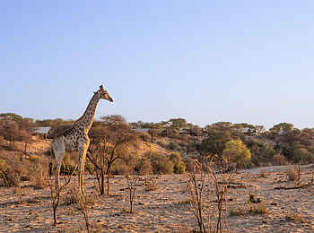 Meno a Kwena Camp: Giraffe