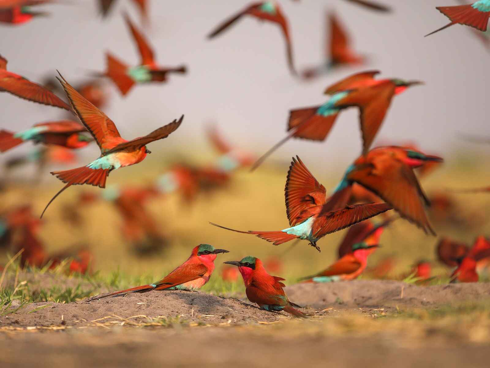 Nxamaseri Island Lodge: Karminspinte Nxamaseri Island Lodge: Karminspinte